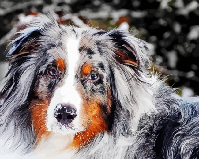 Cute Animal Australian Shepherd Painting By Numberss.png