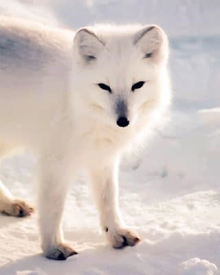 Cute Arctic Fox New Painting By Numberss.png
