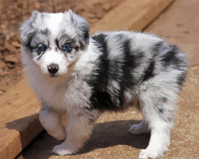 Cute Australian Shepherd Puppy Painting By Numberss.png
