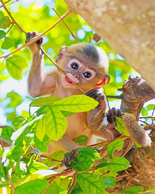 Cute Baby Monkey New Painting By Numberss.png