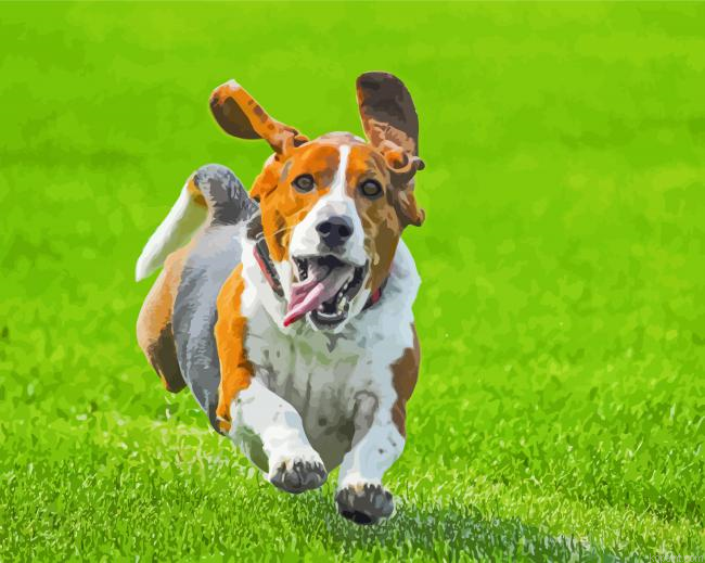 Cute Basset Hounds Animal Painting By Numberss.png