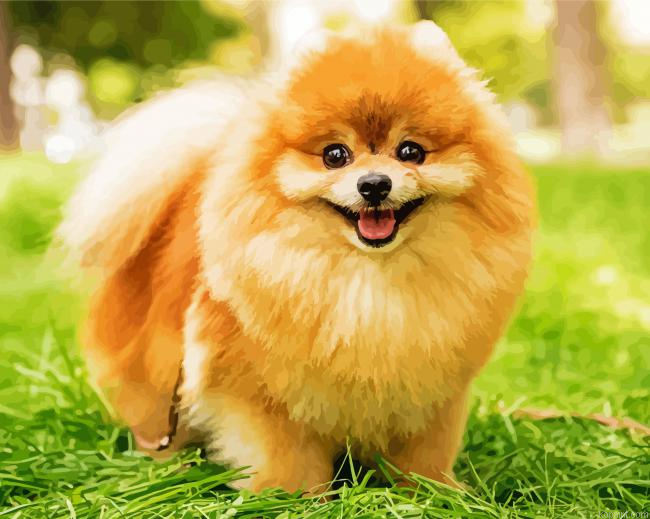 Cute Beown Pomeranian Paint By Numbers.png