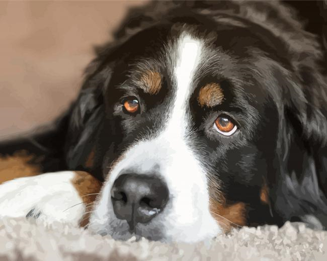 Cute Bernese Mountain Dog Paint By Numbers