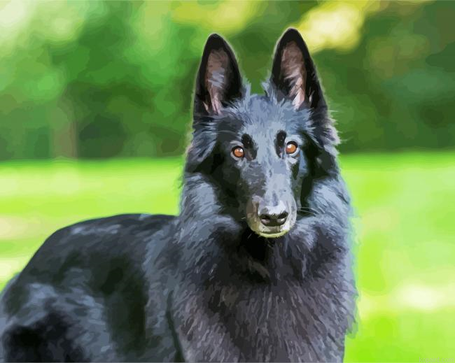 Cute Black Belgian Shepherd Painting By Numberss.png