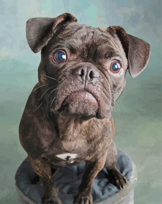 Cute Black Bugg Dog Animal Painting By Numberss.png
