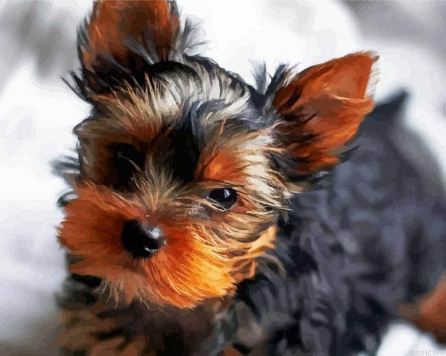 Cute Black Yorkshire Terrier Puppy Painting By Numberss.png