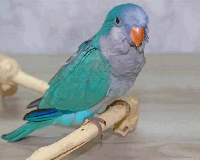 Cute Blue Quaker Parrot Bird Painting By Numberss.png