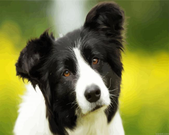 Cute Border Collie Painting By Numberss.png