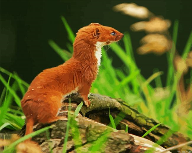 Cute Brown Weasel Paint By Numbers.png