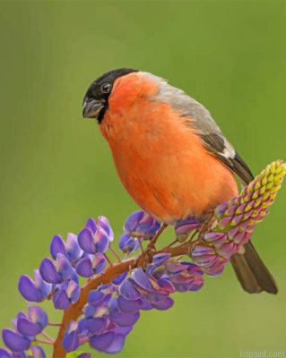 Cute Bullfinch Bird Painting By Numberss.png