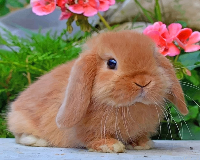Cute Bunny New Painting By Numberss.png