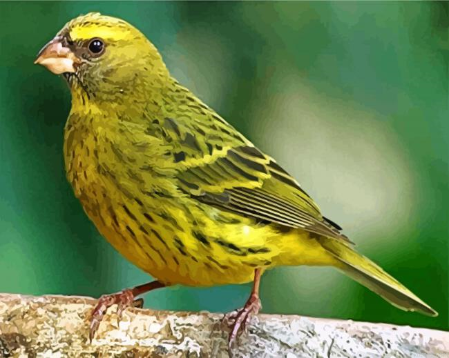 Cute Canary Bird Painting By Numberss.png