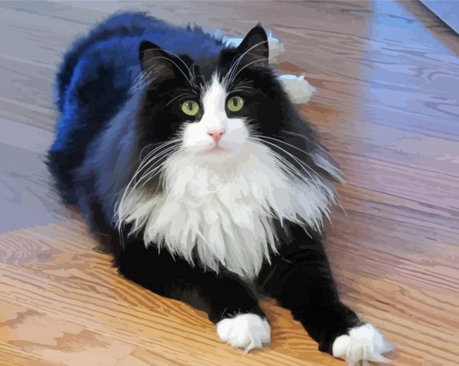 Cute Cat Tuxedo Painting By Numberss.png