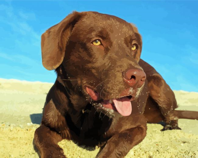 Cute Chocolate Labrador Painting By Numberss.png