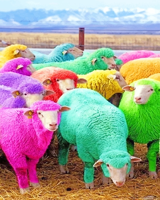 Cute Colorful Sheeps New Painting By Numberss.png