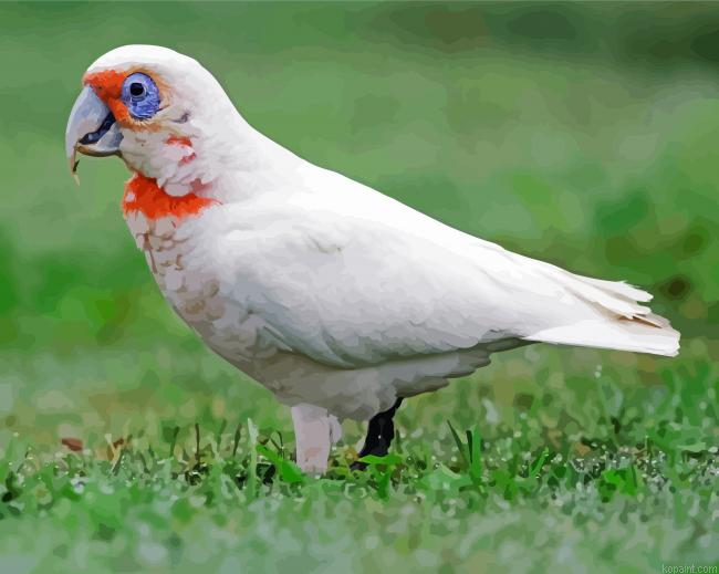 Cute Corella Bird Painting By Numberss.png
