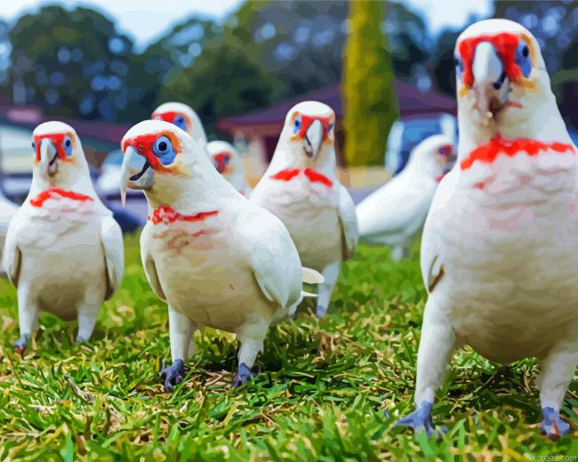 Cute Corella Birds Painting By Numberss.png