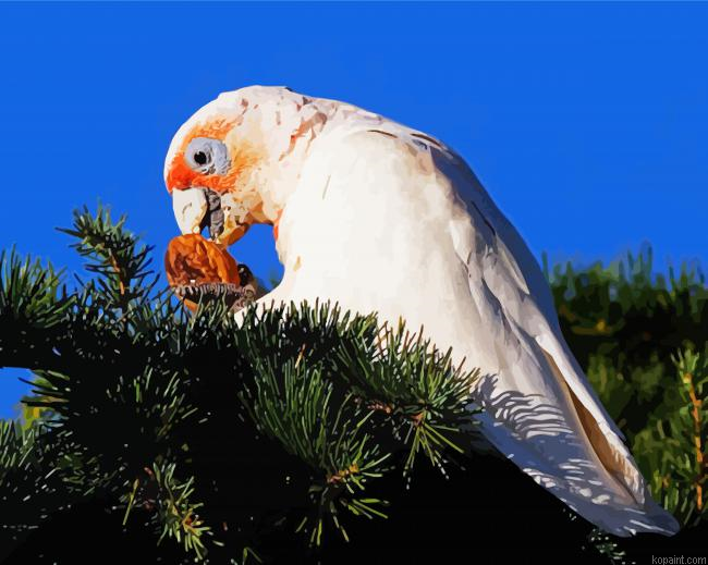 Cute Corella Painting By Numberss.png