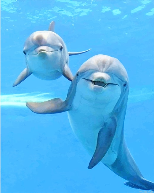Cute Dolphins New Painting By Numberss.png