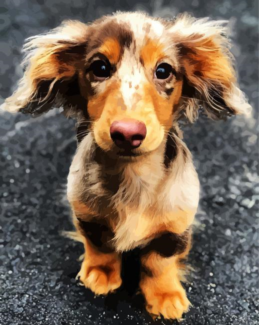Cute Doxie Daschsund Paint By Numbers