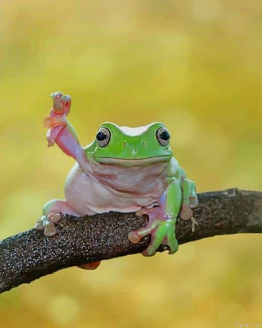 Cute Dumpy Tree Frog Paint By Numbers