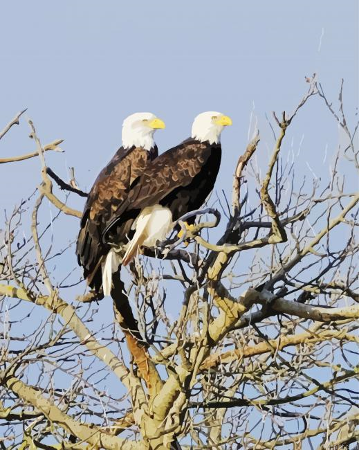 Cute Eagles On A Tree Painting By Numberss.png