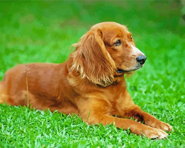 Cute English Cocker Spaniel Dog Paint By Numbers