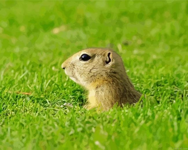 Cute Gopher Animal Painting By Numberss.png