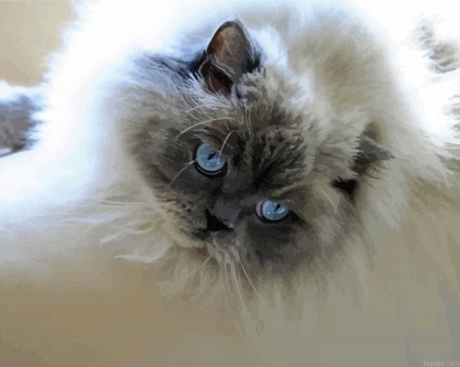 Cute Gray And White Cat Painting By Numberss.png