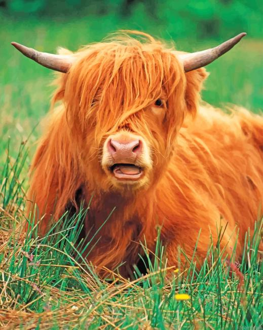 Cute Highland Cow Painting By Numberss.png