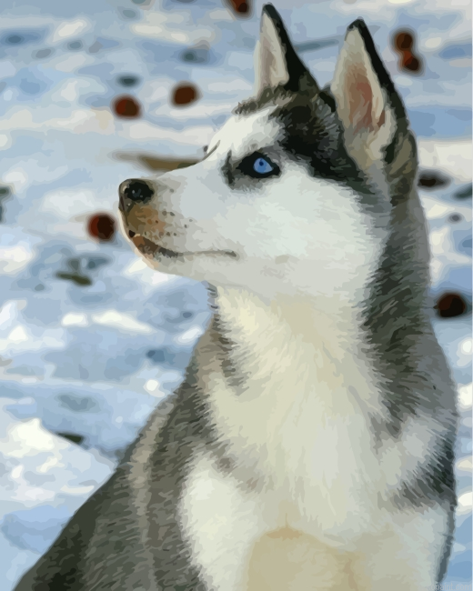Cute Husky In Snow Painting By Numberss.png