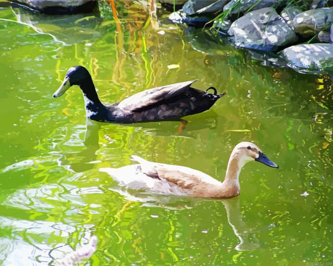 Cute Indian Runner Ducks Paint By Numbers
