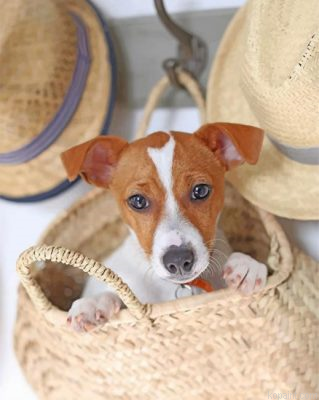 Cute Jack Russell Painting By Numberss.png