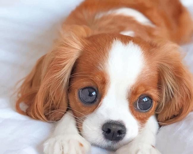 Cute King Charles Spaniel Puppy Painting By Numberss.png