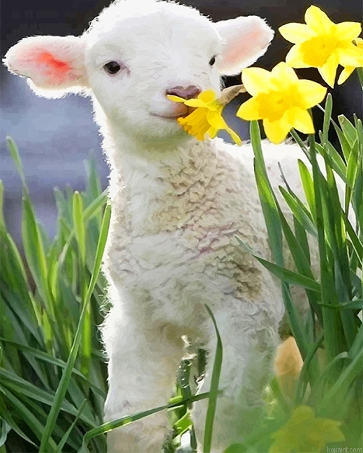Cute Little Lamb New Painting By Numberss.png