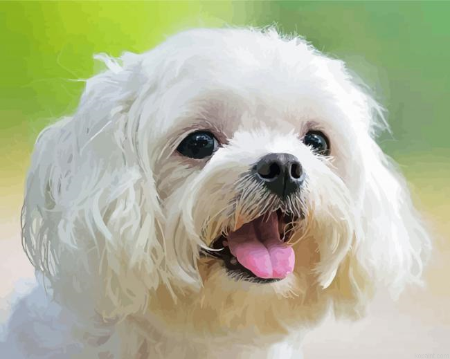 Cute Maltese Dog Paint By Numbers