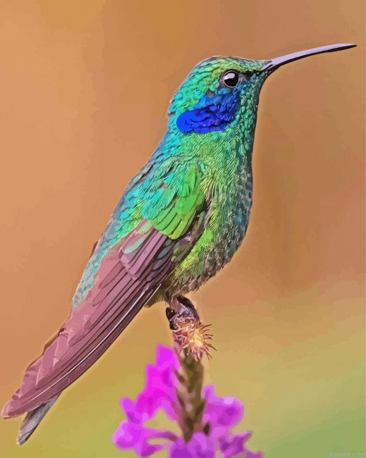 Cute Mexican Violetear Painting By Numberss.png