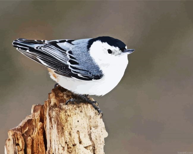 Cute Nuthatch Bird Painting By Numberss.png