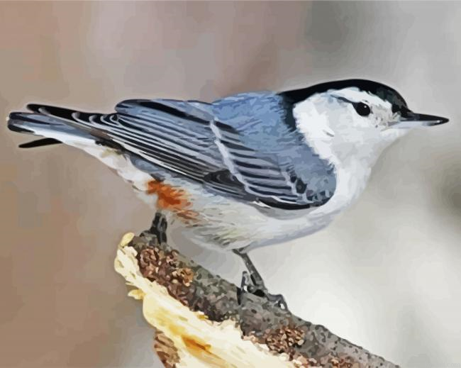 Cute Nuthatch Painting By Numberss.png