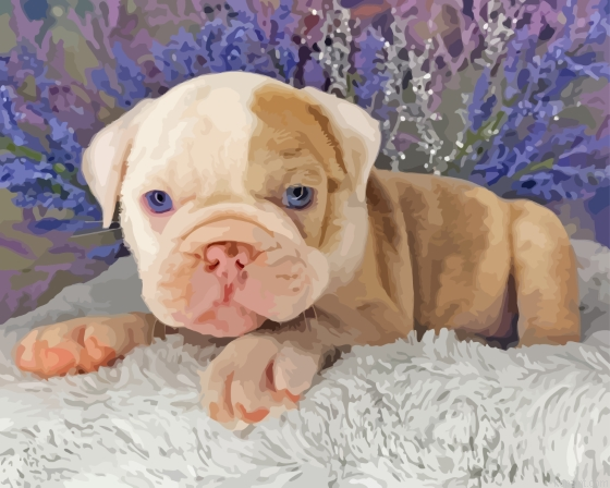 Cute Old English Bulldog Painting By Numberss.png