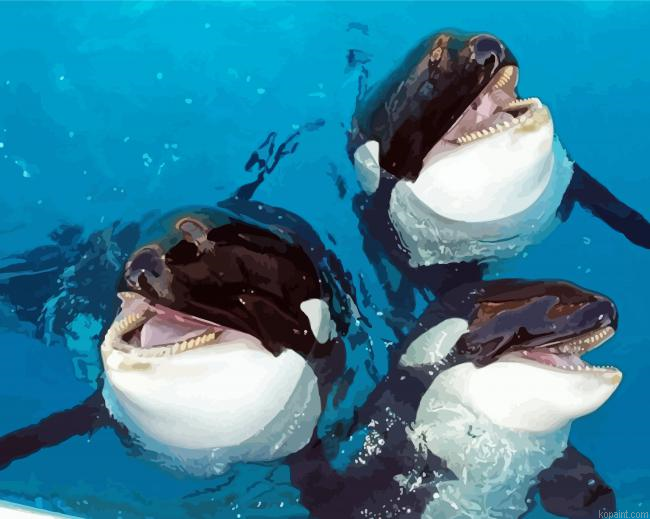 Cute Orcas Painting By Numberss.png