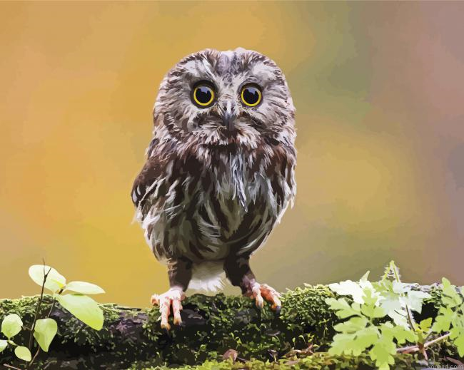 Cute Owl Bird Painting By Numberss.png