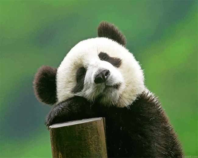 Cute Panda Bear New Painting By Numberss.png