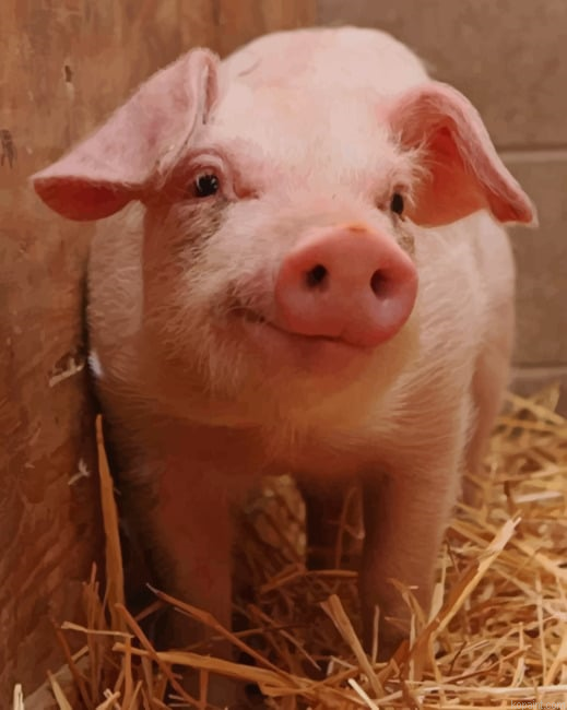 Cute Pig New Painting By Numberss.png