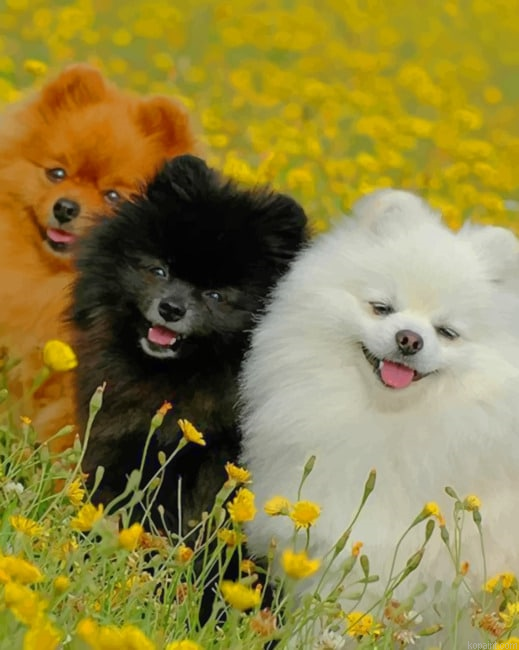 Cute Pomeranian Dogs Painting By Numberss.png