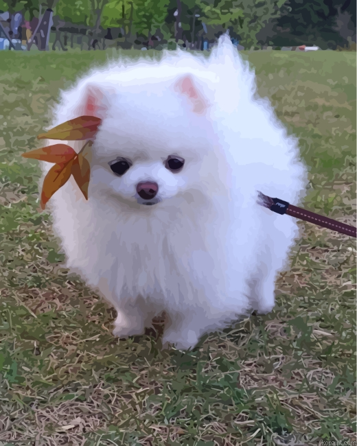 Cute Pomeranian Painting By Numberss.png