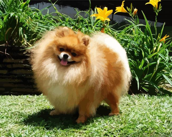 Cute Pomeranian Puppy Paint By Numbers.png