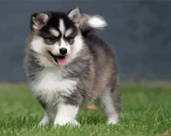 Cute Pomsky Painting By Numberss.png