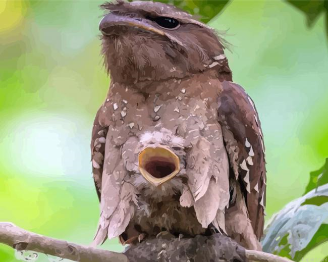 Cute Potoo Bird Paint By Numbers