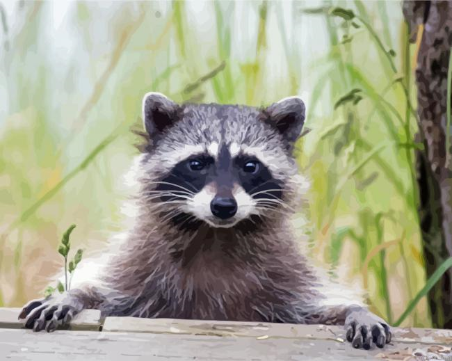 Cute Racoon Painting By Numberss.png